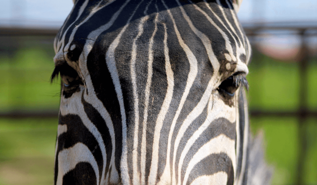 face de zèbre