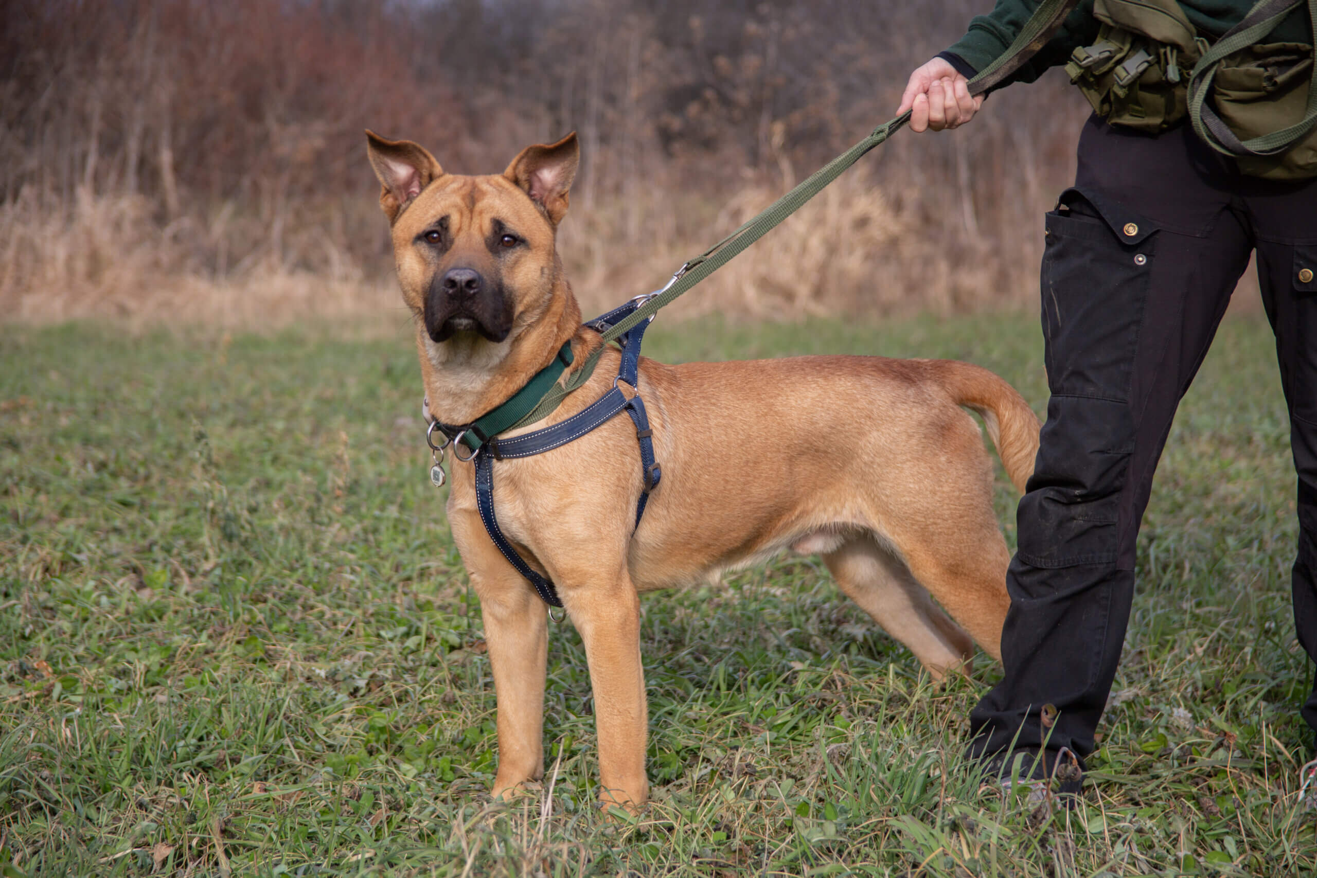 Rescue dog standing in the grass wearing a harness