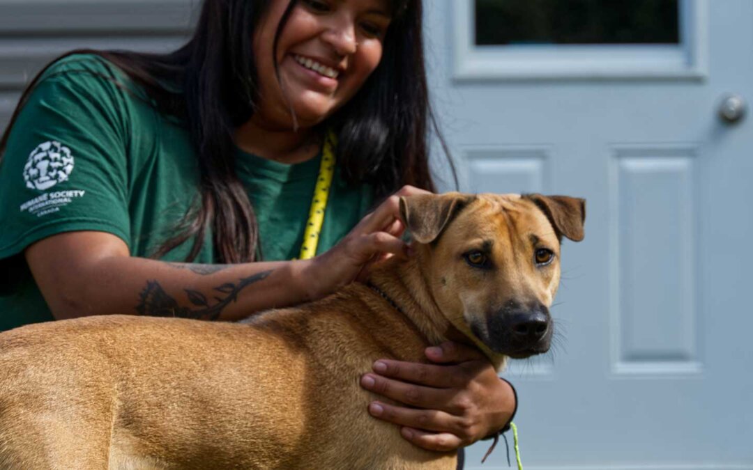 Rescue dog from dog meat trade being pet by volunteer