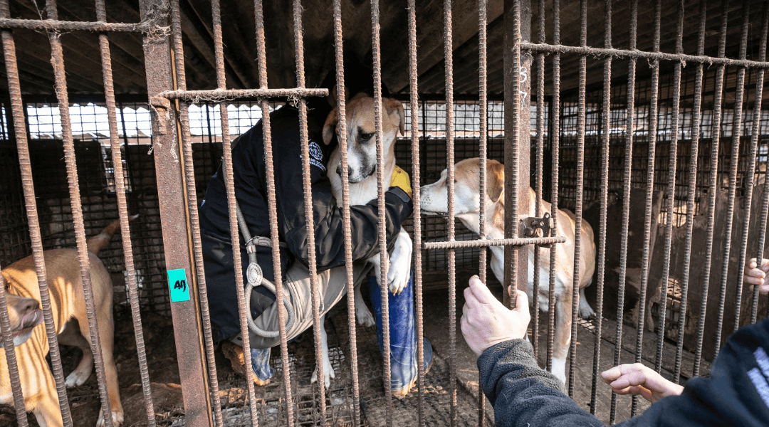 Dogs being rescued from a South Korean Dog Meat Farm