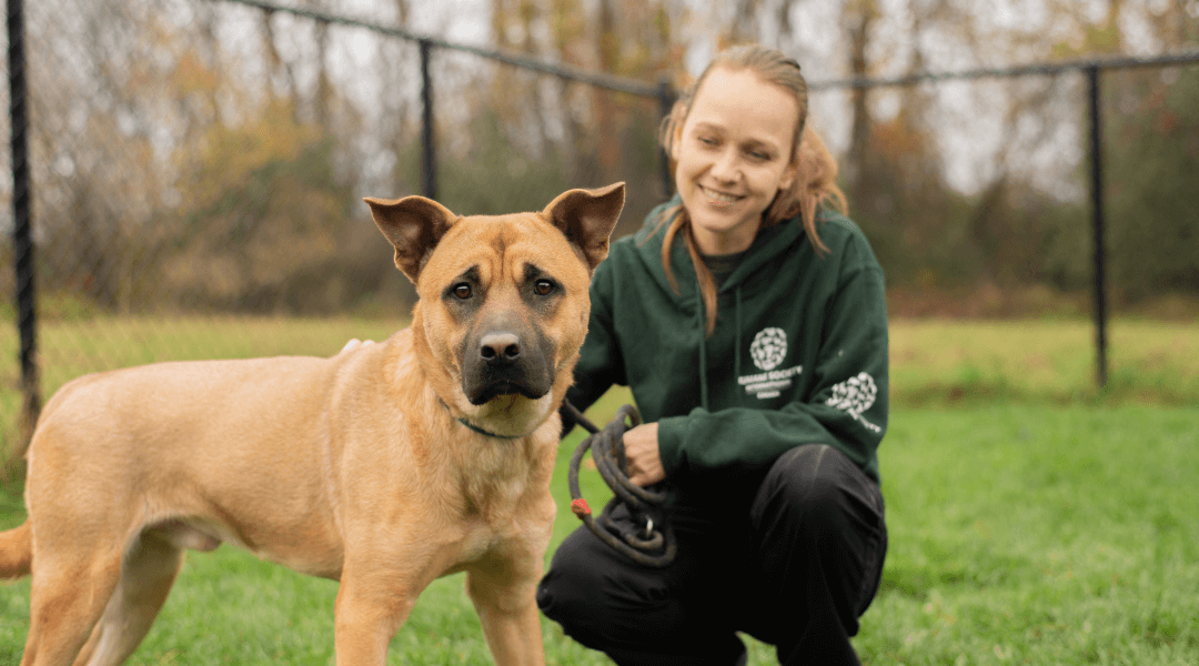 rescue dog standing with care and rehabilitation centre worker