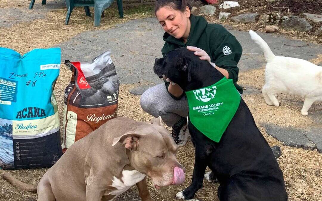 Worker feeding dogs during COVID-19