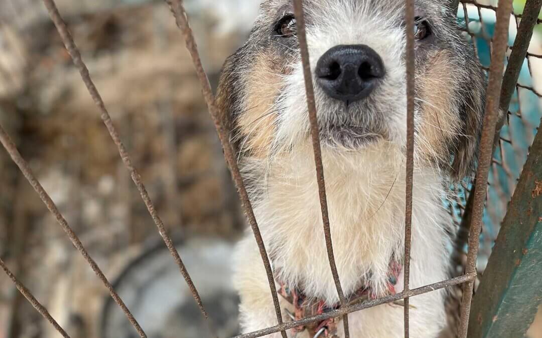 Starving dog in a cage