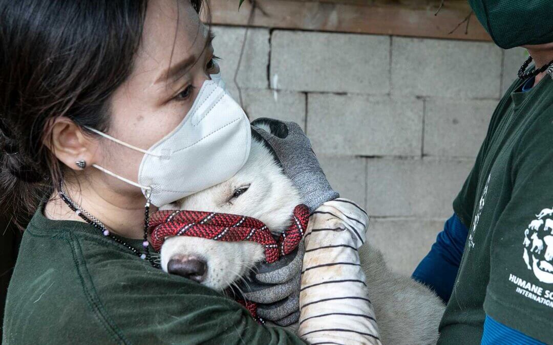 God being held by volunteer after being saves from DMT slaughter