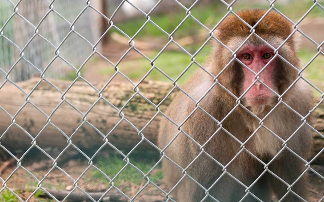 A baboon in a cage in a roadside zoo in Canada