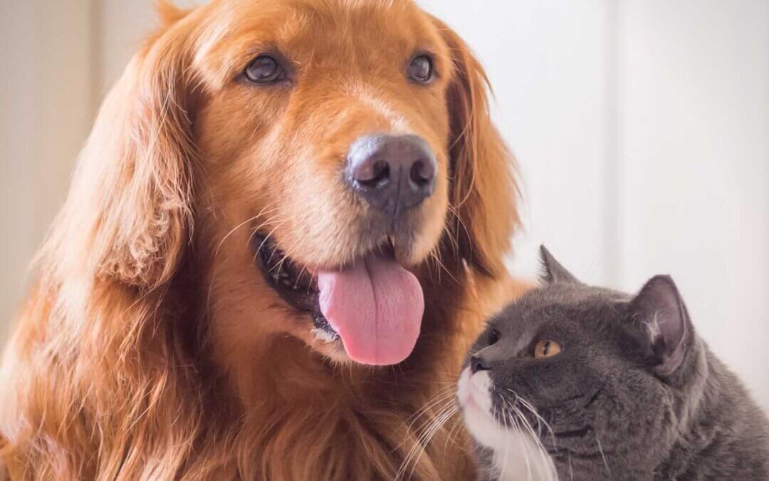 A happy dog and cat