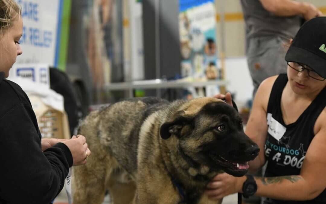 Dog receiving veterinary treatment in Sturgeon Lake Cree Nation