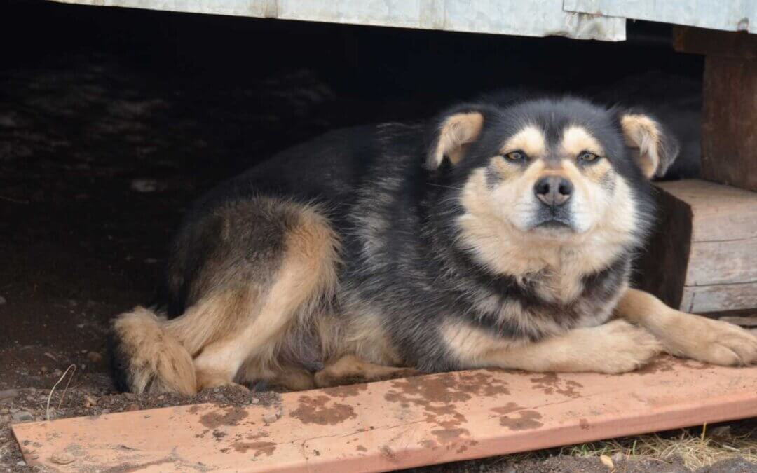 Dog at the Kangirsuk spay and neuter clinic