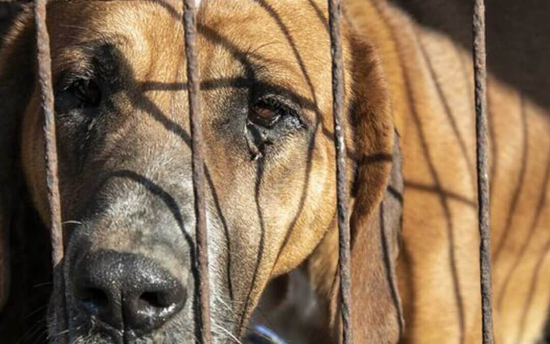 Dog in a cage in Korea