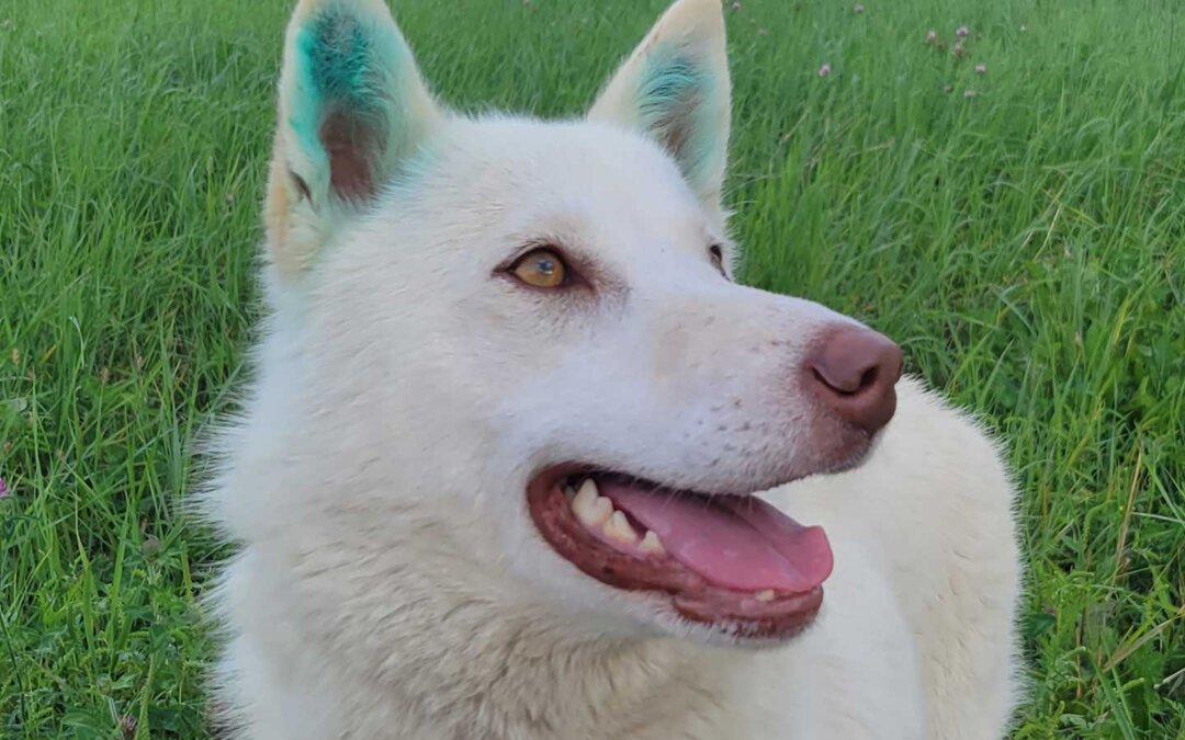 Northern community rescue dog with blue dyed ears smiling