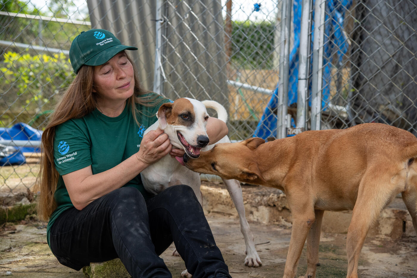 Humane World for Animals (anciennement Humane Society International) a lancé une opération de secours pour les animaux en Jamaïque pour apporter des soins urgents aux animaux touchés par l’ouragan Melissa.
