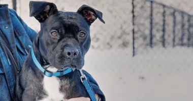 Lady the dog in the snow being held by a volunteer