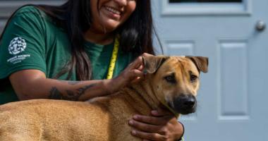 Rescue dog from dog meat trade being pet by volunteer