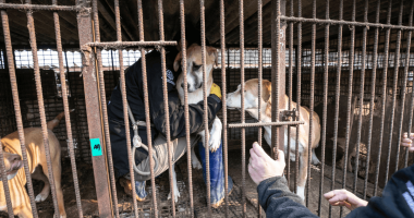 Dogs being rescued from a South Korean Dog Meat Farm