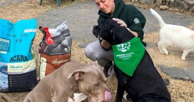 Worker feeding dogs during COVID-19