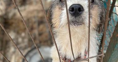 Starving dog in a cage
