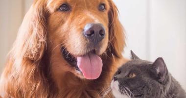 A happy dog and cat