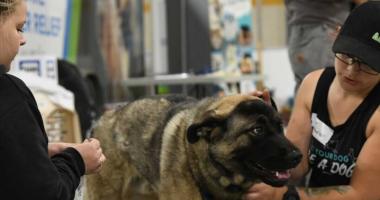 Dog receiving veterinary treatment in Sturgeon Lake Cree Nation