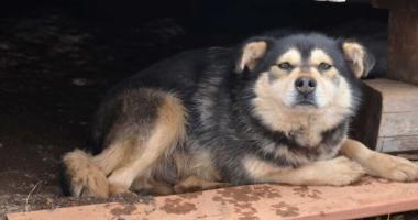 Dog at the Kangirsuk spay and neuter clinic