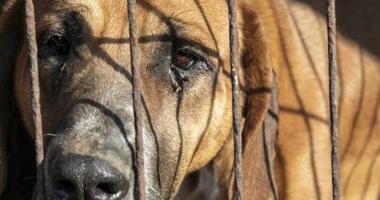 Dog in a cage in Korea