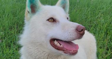 Northern community rescue dog with blue dyed ears smiling